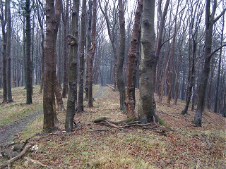 Les na Krtk
